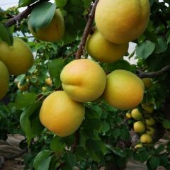 陕西金寿杏子批发大个金寿杏子基地