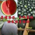 山东潍坊墨瞳西瓜大量上市 甜度达到18 精品西