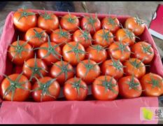 硬粉西红柿大量有货品质优质量好