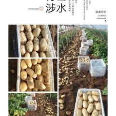 出售优质荷兰土豆