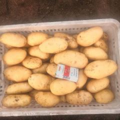 山东滕州荷兰十五土豆大量上市