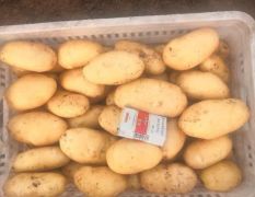 山东滕州荷兰十五土豆大量上市