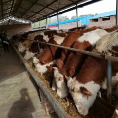 西门塔尔基础繁殖母牛