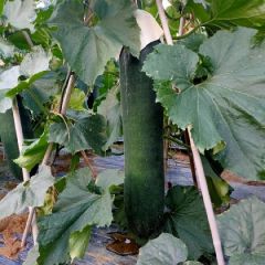 玉林冬瓜即将大量上市了