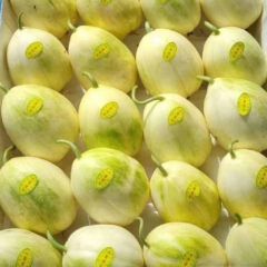 吉林白城各品种大棚《香瓜》已上市 口感甜 个头大小均匀 产地直供