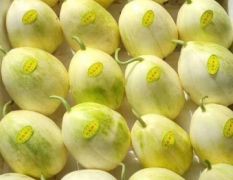 吉林白城各品种大棚《香瓜》已上市 口感甜 个头大小均匀 产地直供