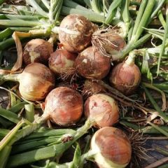 甘肃高台早熟黄葱大量上市