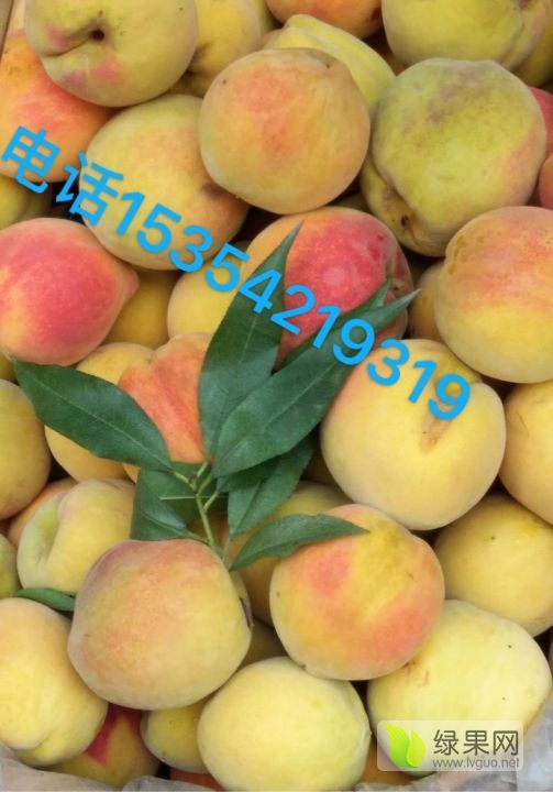 2020年河北正定黄桃价格