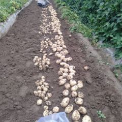 青海省海东市乐都区高庙镇土豆(洋芋)销售事宜