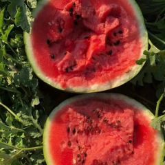 吉林白城产区陆地精品西瓜大量上市，鲜把鲜叶 好货多