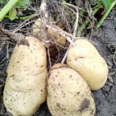 土豆大量上市了，欢迎订购