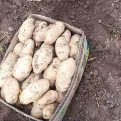 土豆大量上市中欢迎垂询