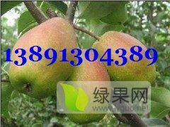 陕西万亩红香酥梨产地，红香酥梨产地批发价格