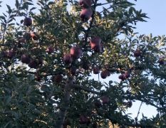 甘肃省礼县罗堡村花牛苹果。