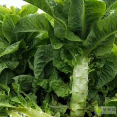 定州尖叶莴笋大量供应价格大幅回落