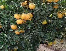 公安自家种植的脐橙（品种有朋娜、纽荷尔）