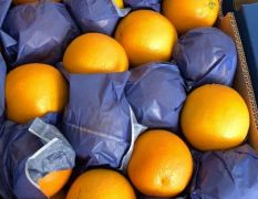 南非酸橙 新鲜水果 进口橙 一手批发