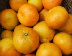 丹江口习家柑橘批发湖北柑橘早中晚熟出售果园采购