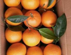 赣南脐橙自家果园种的江西赣州特产