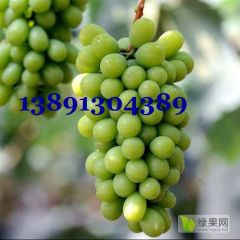 陕西省大荔县雨棚阳光玫瑰葡萄产地批发大量上市