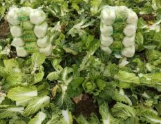 精品大白菜夏邑县是河南最大的大白菜种植基地