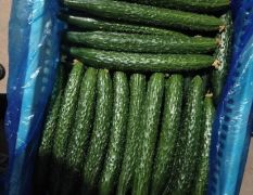 精品黄瓜大量上市量大从优