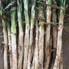 金乡急售…急售…还有180吨大葱急售