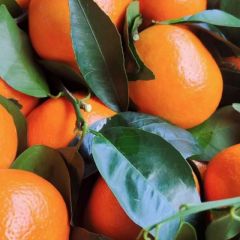 带叶沃柑，关系中介来电