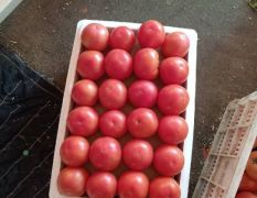 山东费县精品西红柿大量上市欢迎采购