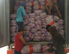 售：高辣红皮红瓣大蒜325吨.20公斤一件 发越南 俄罗斯 泰国