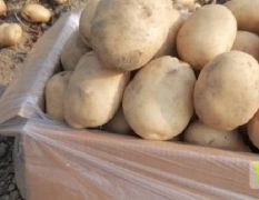 供应云南精品土豆，产地直销、质量好、价格优！
