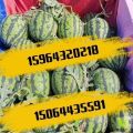 4K西瓜，糖度高，脆甜可口，4月底即将大量上市
