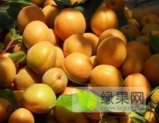 大荔县杏，成熟了，