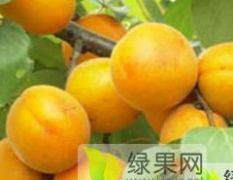 大棚杏成熟了