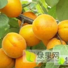 2025年陜西大荔凱特杏價格
