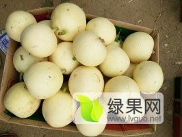 2025年陜西大荔脆寶價格
