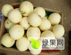 大荔縣甜瓜成熟了