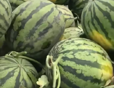 甜王，吊瓜，麒麟等等