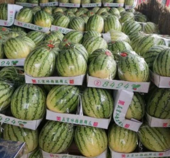 2019年河南通许美都价格