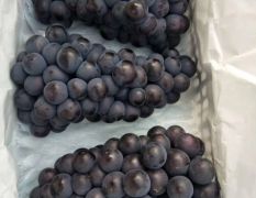 卢龙京亚葡萄大量供应，葡萄质量好，串大颗粒大，颜色黑