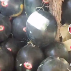 精品黑皮甜王十五个糖，双红金城武西瓜。