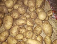 精品1.5—3.5两的小土豆