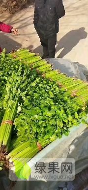 大量美国西芹