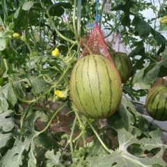 陕西大棚吊兰西瓜基地，吊兰西瓜产地直发