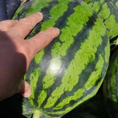 甜王西瓜哈密瓜无籽西瓜大量上市