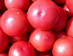精品硬粉西红柿大量上市供应中，