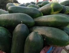 河南新野供应各种季节性蔬菜，自由市场