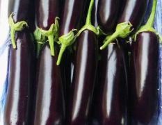 山东泰安青把紫长茄大量上市