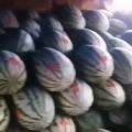本人是代办瓜，果，树，菜的