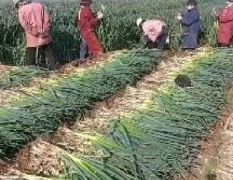滕州鐵桿大蔥大量上市歡迎新老客戶洽談合作